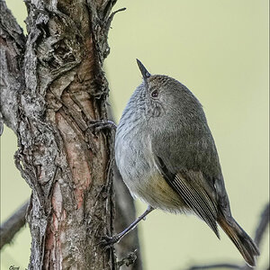 Brown Thornbill r.jpg