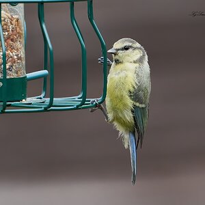 bluetit 2022 20.jpg