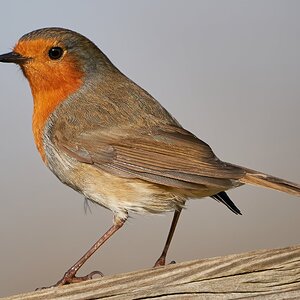 robin 2022 140.jpg