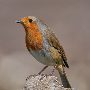 robin 2022 138.jpg