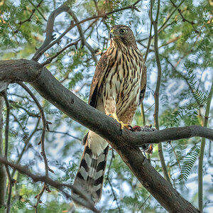 coopers hawk S4326.jpg