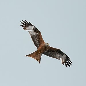 red kite 70-200 f4 2022.jpg