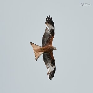 red kite 70-200 f4 2022 1.jpg