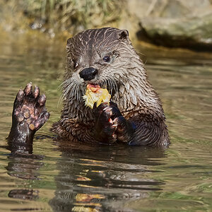 otter conservation 2016 3.jpg