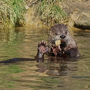 otter conservation 2016 4.jpg