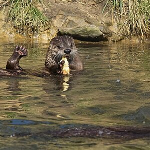 otter conservation 2016 7.jpg