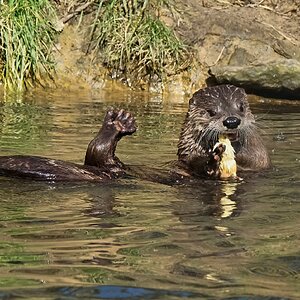 otter conservation 2016 8.jpg