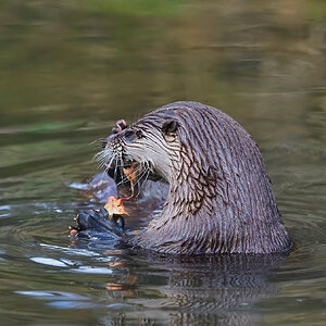 otter conservation 2016 9.jpg