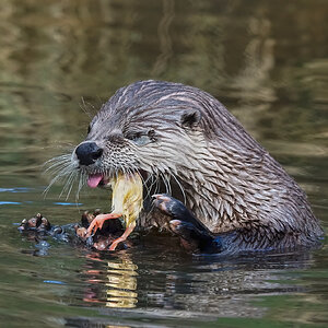 otter conservation 2016.jpg