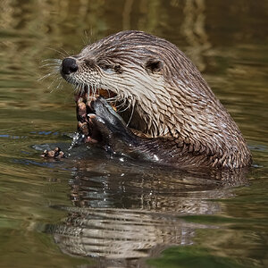 otter conservation 2016 13.jpg