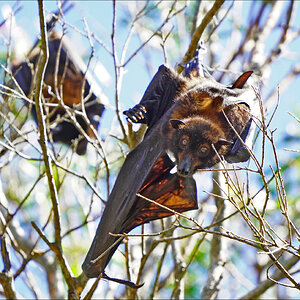 Fruit bats 4.jpg