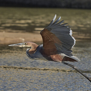 Goliath HeronDSC02950uck.jpg