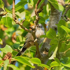 long tailed tit 2022.jpg