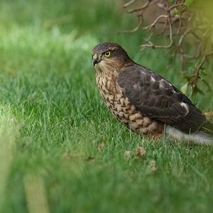 Sparrowhawk-DSC07812-2048px.jpg