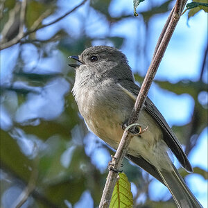 Female Golden Whistler 2r.jpg