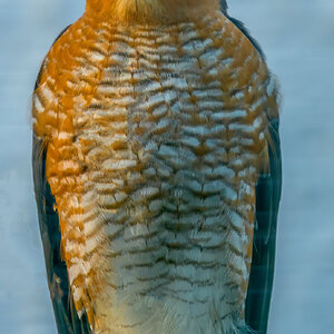 Sparrowhawk Portrait 12.jpg