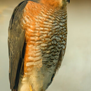 Sparrowhawk.jpg