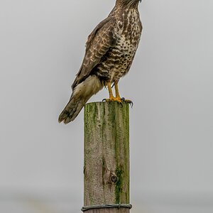 Buzzard @ Prestwick.jpg