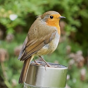 robin 2022 149.jpg