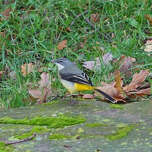 wagtail.jpg