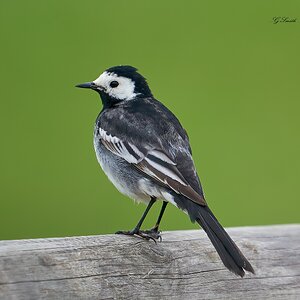 wagtail.jpg