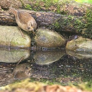 Wren at Pool