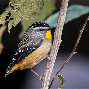 Spotted Pardalote 1r.jpg