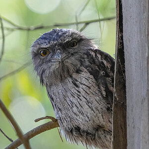 Frogmouth 1.jpg