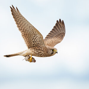 Kestrel (Falco Tinnunculus).jpg