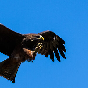 yellow billed kite.jpg