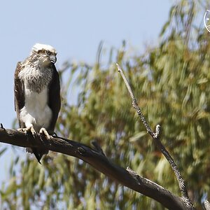 Osprey Again 2-10-2022 (199).JPG