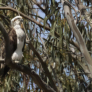 Osprey Again 2-10-2022 (963).JPG