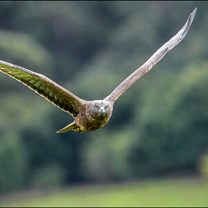 Swamp Harrier r.jpg