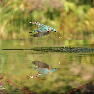 IJsvogel5.jpg