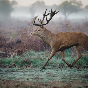 Red Deer-2.jpg