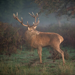 Red Deer-4.jpg