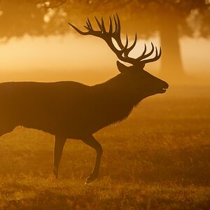 Red Deer-5.jpg