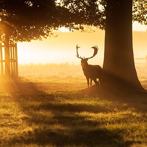 Red Deer-6.jpg