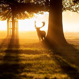 Red Deer-7.jpg