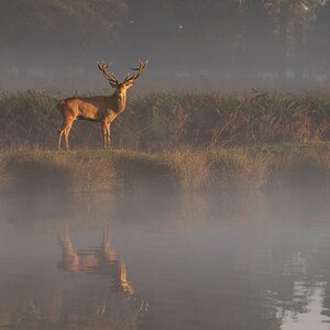 Red Deer-8.jpg