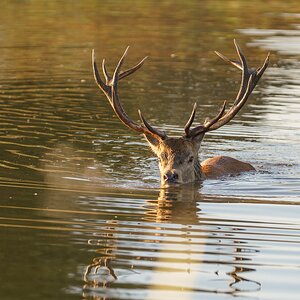 Red Deer-12.jpg