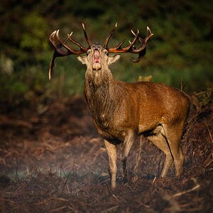 Red Deer-13.jpg