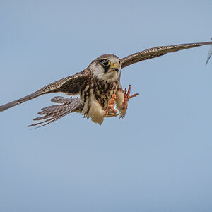 Red Footed Falcon_-8.jpg