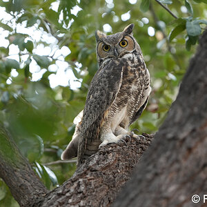 great horned owl S4440.JPG