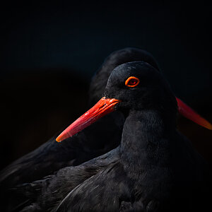 oystercatcher.jpg