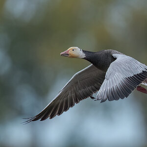 Snow-Goose_RP18022.jpg