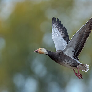 Snow-Goose_RP18025-Edit.jpg