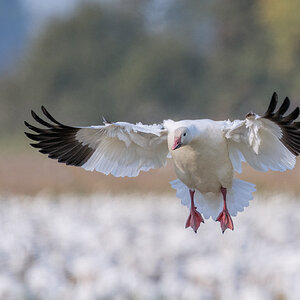 Snow-Goose-Roy-10912.jpg