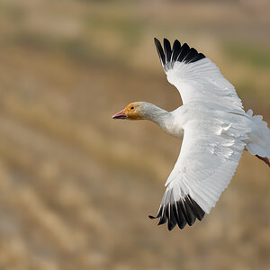 Snow-Goose-Roy-11128.jpg