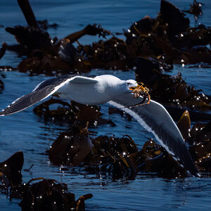 kelp gull.jpg